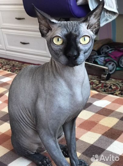 Канадский сфинкс