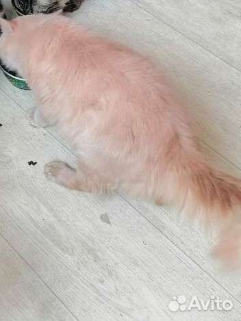 Отдам бесплатно в дар котята