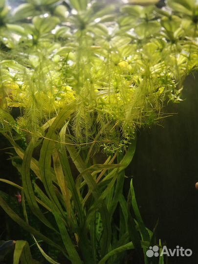 Аквариумные растения набор