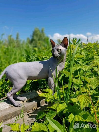 Канадский красавец-сфинкс. Вязка