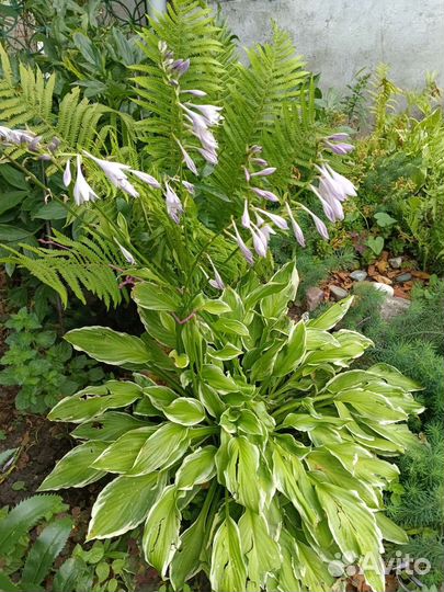 Многолетние растения,флоксы,хосты, папоротник