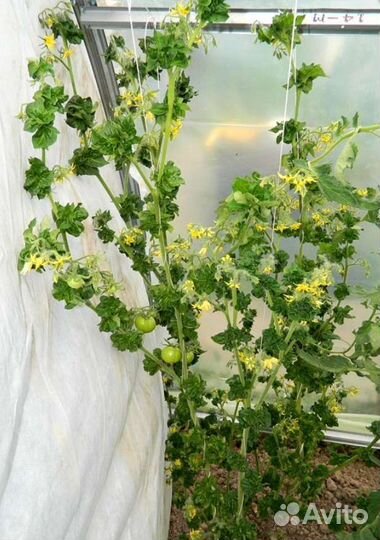 Рассада томатов экзотов