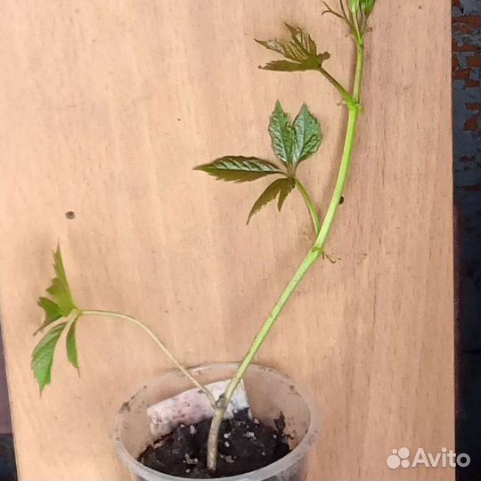 Батат фиолетовый, девичий виноград, кала белая