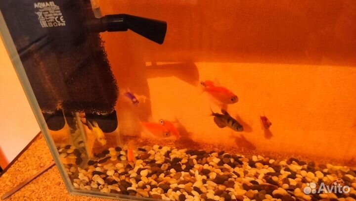 Аквариум готовый с рыбками