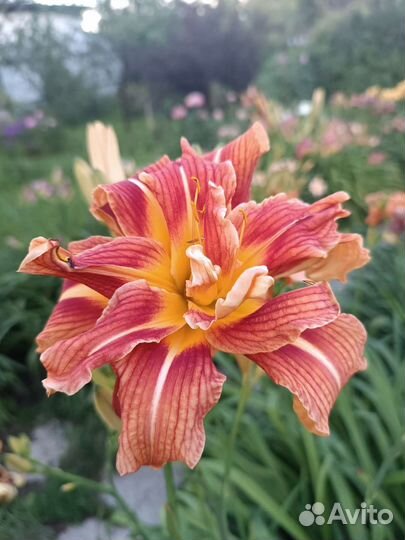 Многолетники для сада