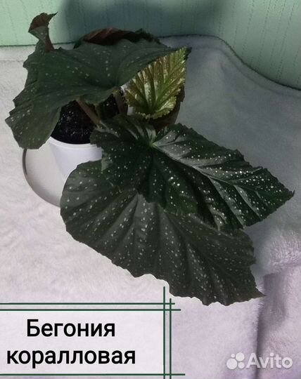 Комнатные растения