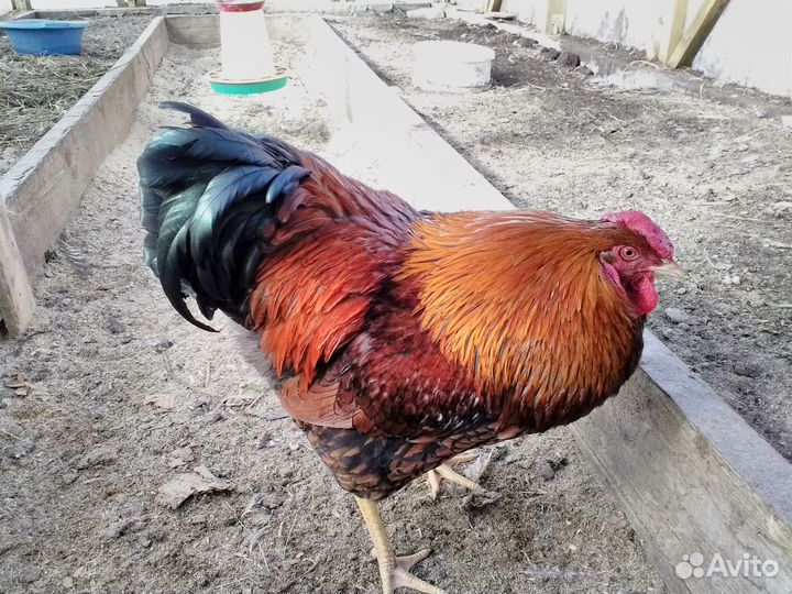 Петух Виандот