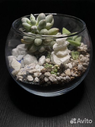Флорариум мини