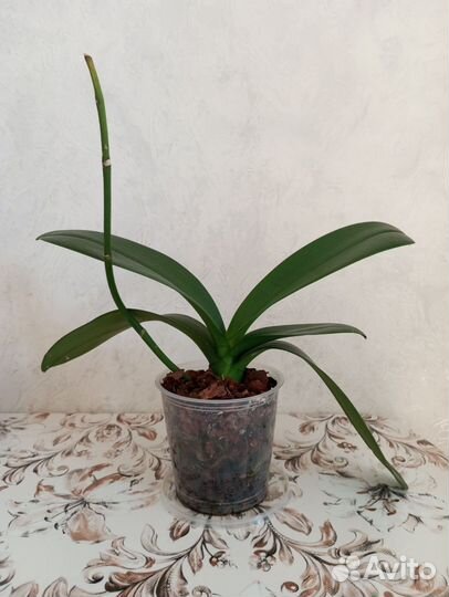 Орхидея фаленопсис