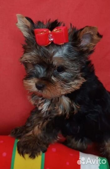 Йоркширский терьер мини