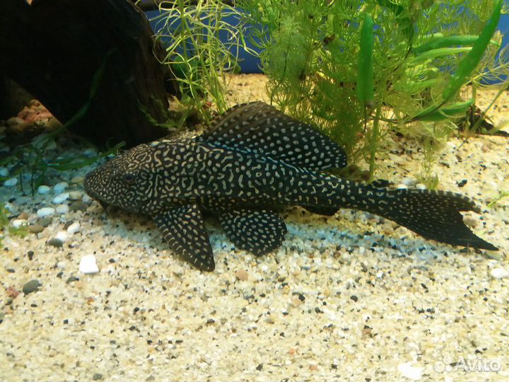 Птеригоплихт