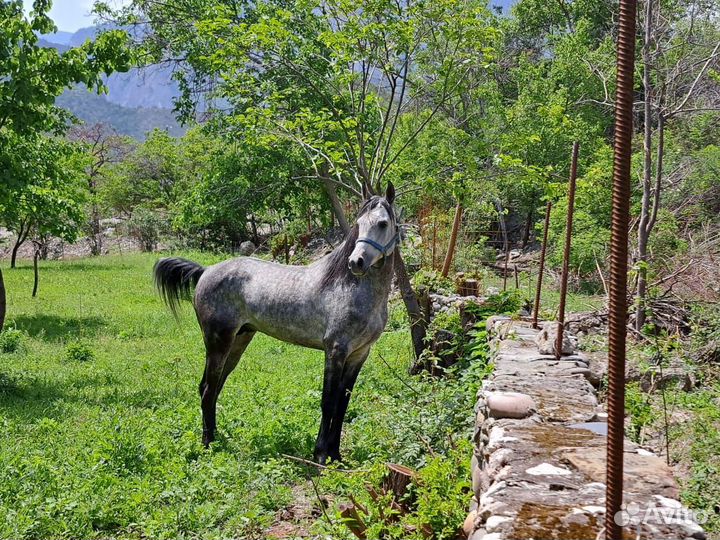 Арабский жеребец