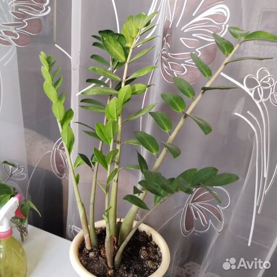 Замиокулькас(долларовое дерево)