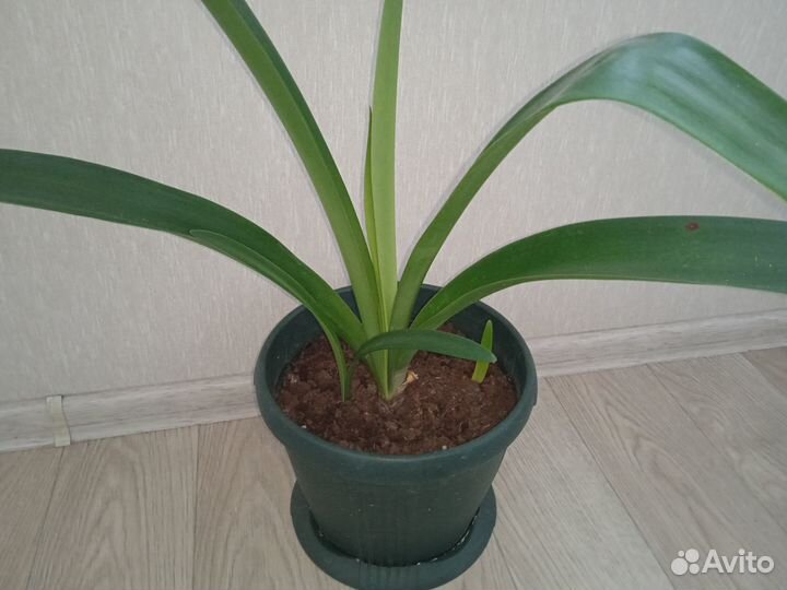 Гиппеаструм