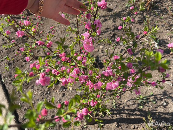 Сакура махровая саженцы