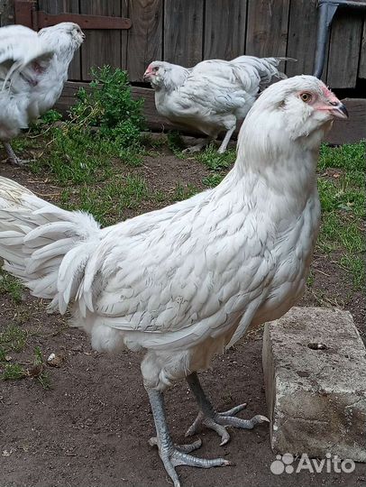 Петушок (Амеракуана лаванда )