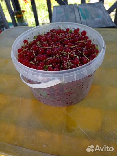 Красная смородина