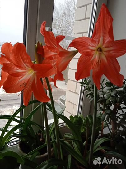 Комнатные растения цветы