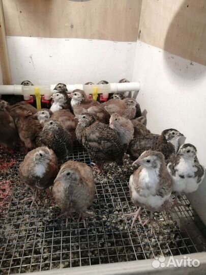 Перепела селадоны. Инкубационное яйцо