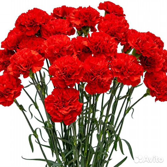 Гвоздика Красная. Есть доставка
