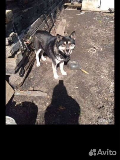 Собаки бесплатно