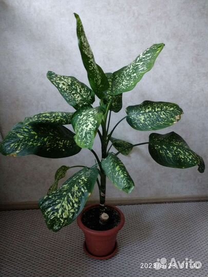 Диффенбахия