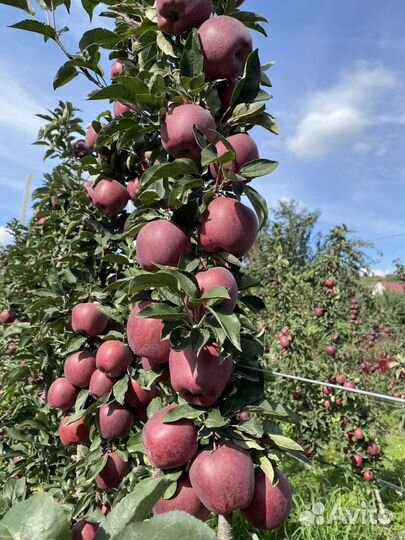 Яблоки супер чиф