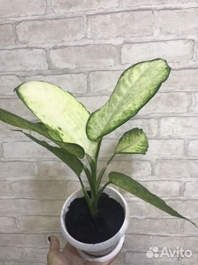 Комнатные цветы 2