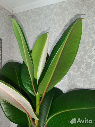 Фикус каучуконосный большой