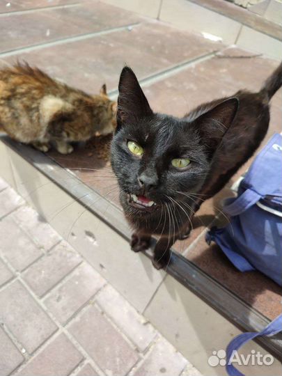 Котики оттуда