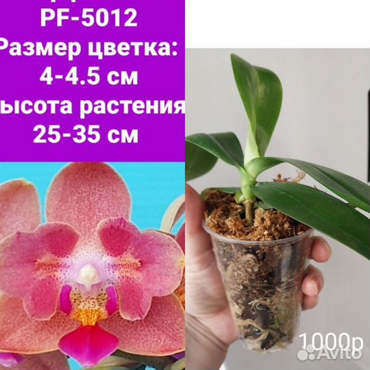 Орхидеи и не только