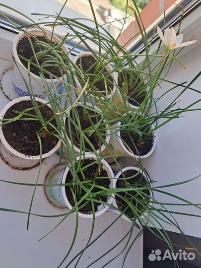 Комнатные цветы