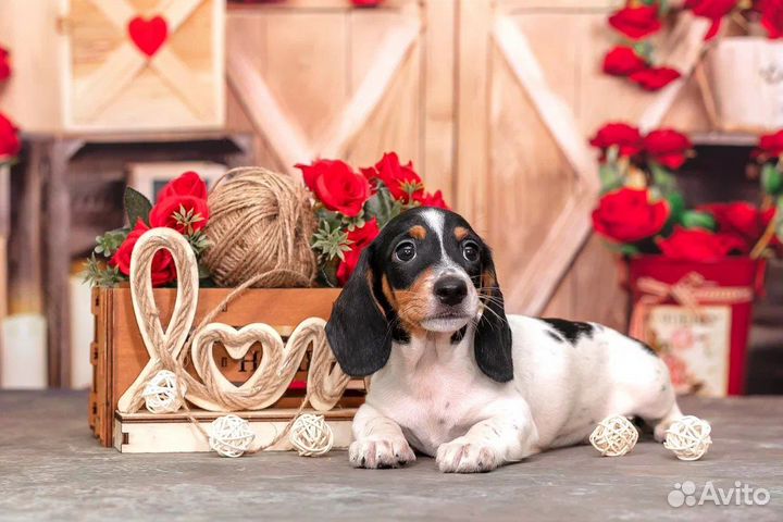 Миниатюрная такса окрас пайболд