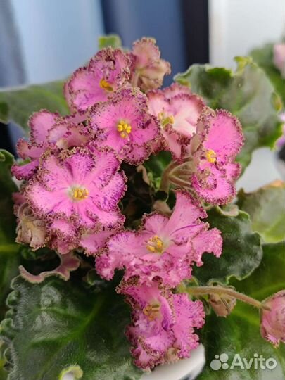 Фиалка детки