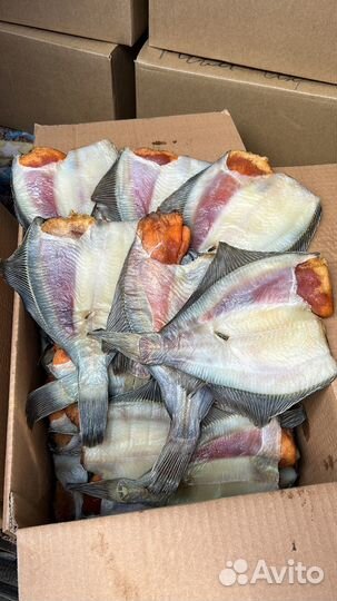 Камбала,корюшка,пелядь,синец,чехонь,плотва