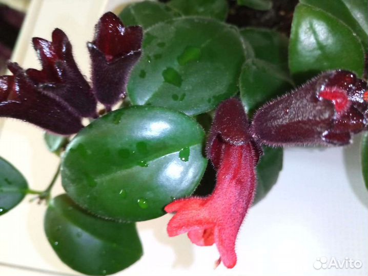 Эсхинантус Мона Лиза