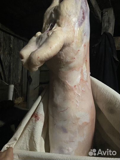 Курдючные бараны овцы