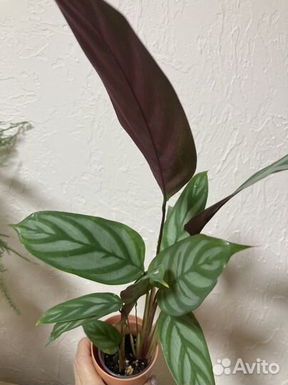 Аспарагус и ктената