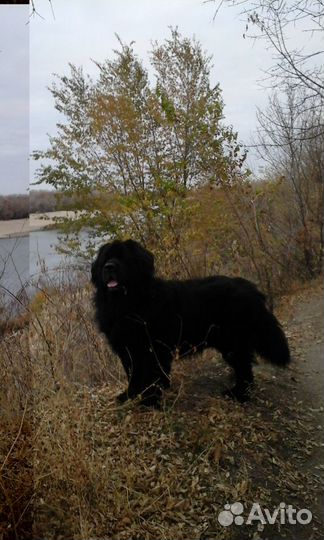 Пряжа из собачьей шерсти Ньюфаундленд
