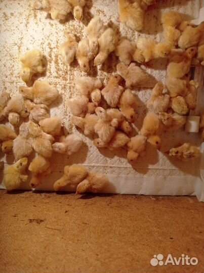 Перепела продажа