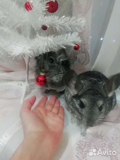 Продаются шиншилы