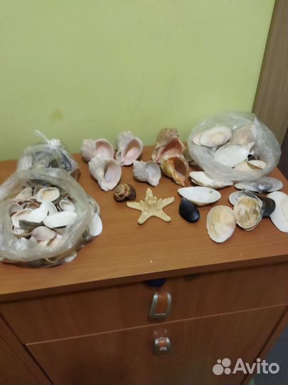 Ракушка/рапаны разные