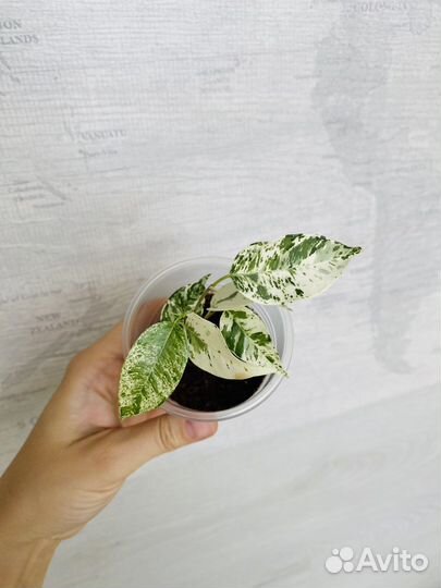 Фикус Эльдорадо