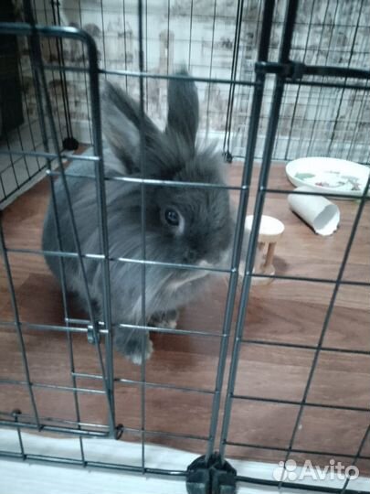 Передержка грызунов