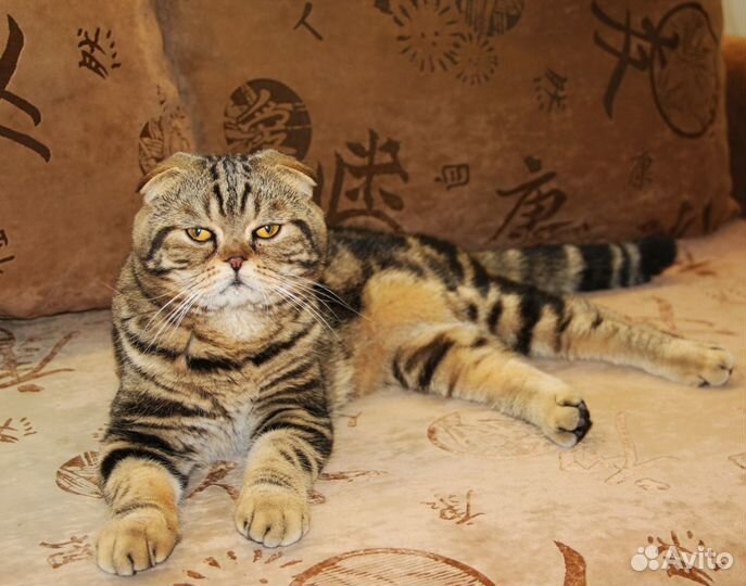 Вязка с шотландским вислоухим котом