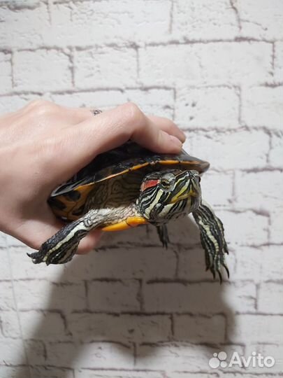 Красноухие черепахи