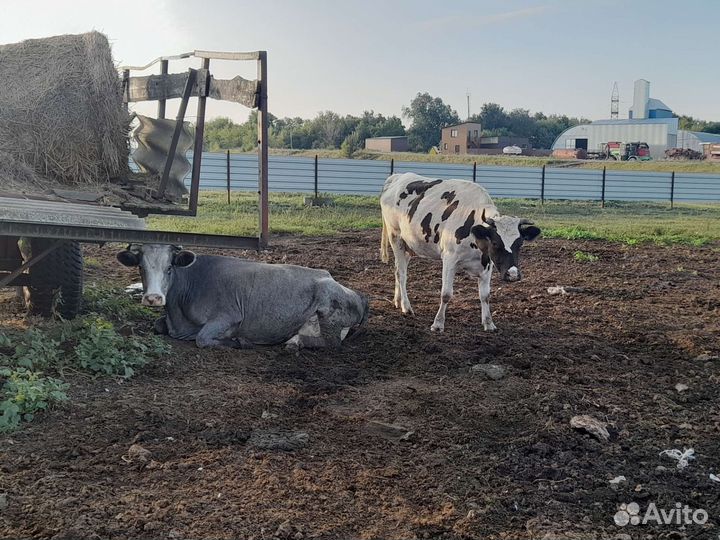 Корова дойная
