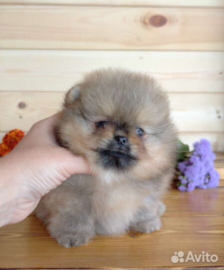 Крутые шпицы