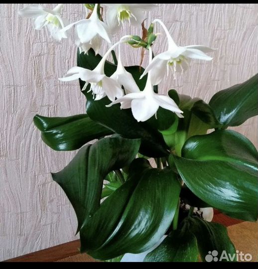 Эухарис амазонская лилия