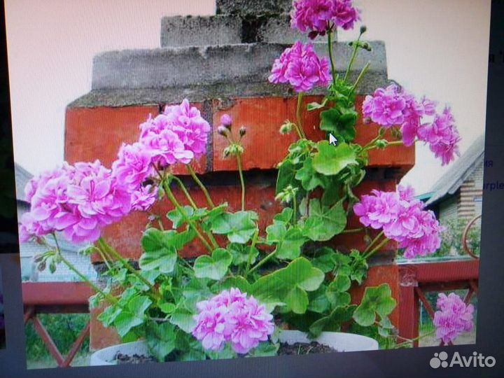 Пеларгония герань сортовая